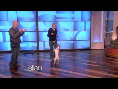 Uggie the Dog Does Tricks for Ellen!