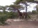 Fighting Giraffes - Excellent Footage